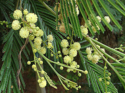unknown acacia, or is this aromo?      looks like Anadenanthera columbrina