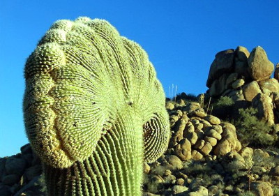 кактус gigantskie-kaktusy-saguaro_18_1