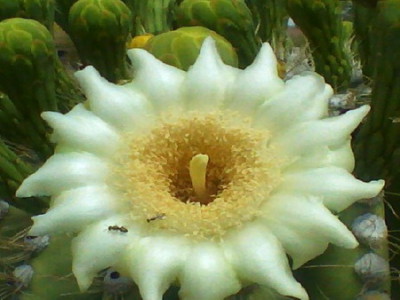 кактус цветок saguaro-cactus-fruit-i10