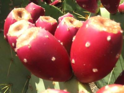 сагуаро 08-09-pear-fruit
